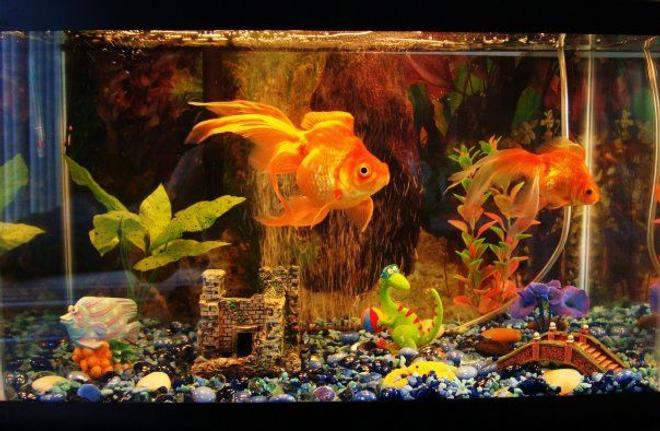 10 gallons freshwater fish tank (mostly fish and non-living decorations) - 2 Goldfishes. both 3+ years. Fins are looking great . Their bodies are about 3 inches long, fins are about another 3 inches as well. Big one's female, small one male.