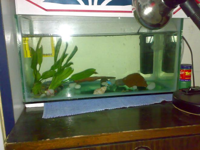 5 gallons planted tank (mostly live plants and fish) - Blue morphs with features - real plants,  flower pot pieces and lego!