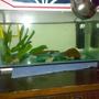 5 gallons planted tank (mostly live plants and fish) - Blue morphs with features - real plants, flower pot pieces and lego!