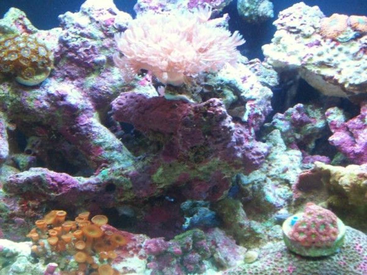 corals inverts stocking in 12 gallons tank - 12 Gal. JBJ nano 1mo. old.