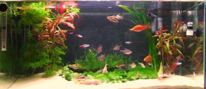 Rated #120: 11 Gallons Planted Tank - My fish tank, Home to Over 30 fish :) Rate high :)