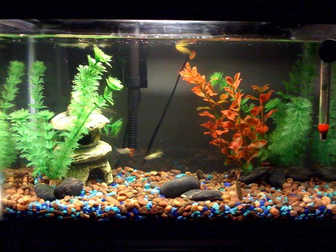 5 gallons freshwater fish tank (mostly fish and non-living decorations) - Small shot of the 5.5 gallon tank with the guppies and the danio.