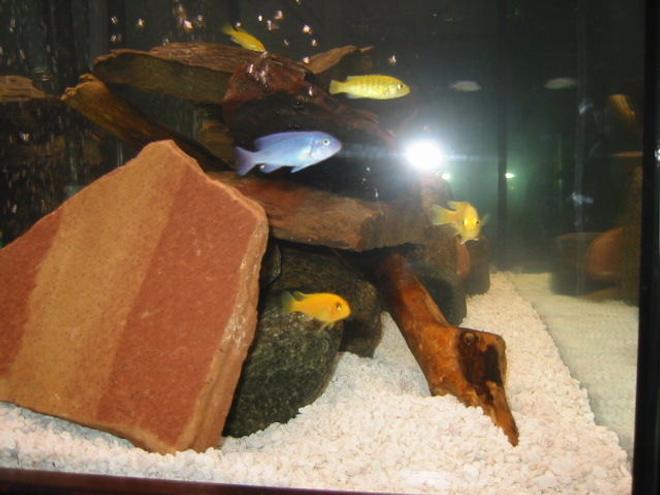 95 gallons freshwater fish tank (mostly fish and non-living decorations) - cichlid tank with field rocks and driftwood