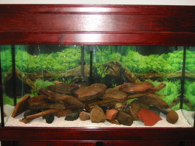 95 gallons freshwater fish tank (mostly fish and non-living decorations) - cichlid tank with field rocks, and drift wood