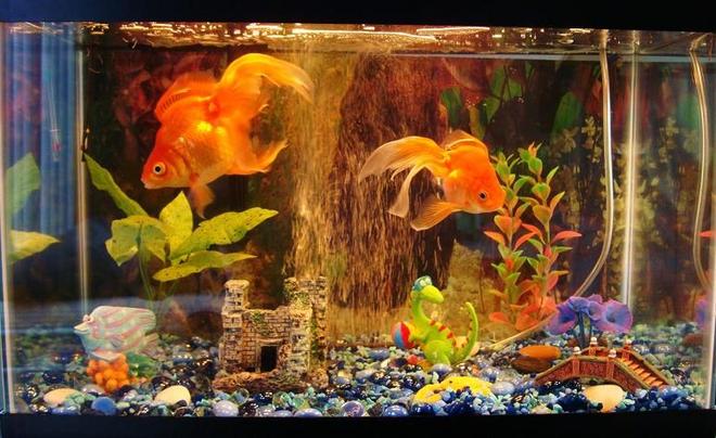 10 gallons freshwater fish tank (mostly fish and non-living decorations) - another shot