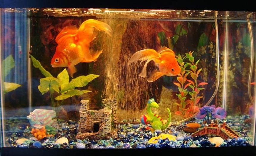 Rated #3702: 10 Gallons Freshwater Fish Tank - another shot