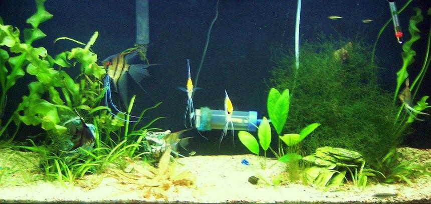 Rated #186: 50 Gallons Planted Tank - update