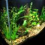 20 gallons freshwater fish tank (mostly fish and non-living decorations) - side view 20 gal