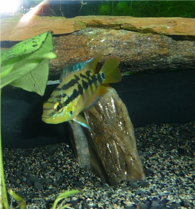 freshwater fish - nandopsis salvini - salvini cichlid stocking in 85 gallons tank - Salvani Juvenile