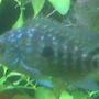 freshwater fish - herichthys carpinte - green texas cichlid stocking in 85 gallons tank - Green Texas