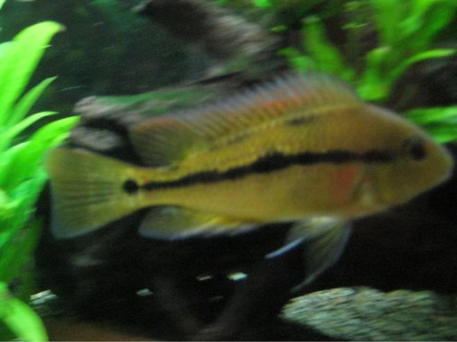 freshwater fish - hypsophrys nicaraguensis - nicaragua cichlid stocking in 85 gallons tank - Nic again