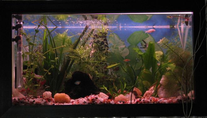 12 gallons planted tank (mostly live plants and fish) - I loooooove dis.....