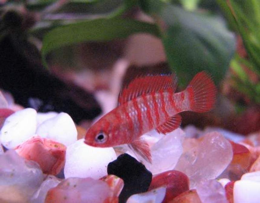 Rated #38: Freshwater Fish - Badis Badis - Badis Fish Stocking In 12 Gallons Tank - Badis badis