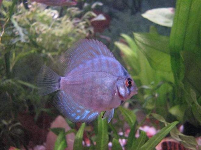 freshwater fish - symphysodon spp. - red turquoise discus stocking in 12 gallons tank - Discus