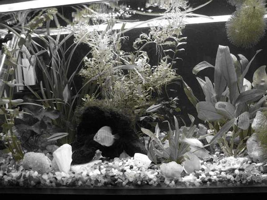 Rated #3325: 12 Gallons Freshwater Fish Tank - Aquarium in monochrome
