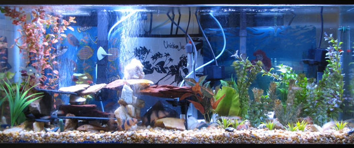 55 gallons freshwater fish tank (mostly fish and non-living decorations) - Here is my 55gal.