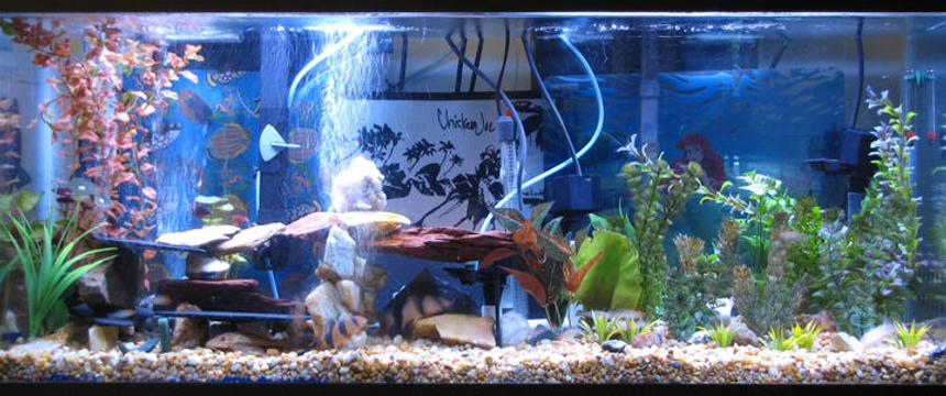 Rated #2194: 55 Gallons Freshwater Fish Tank - Here is my 55gal.
