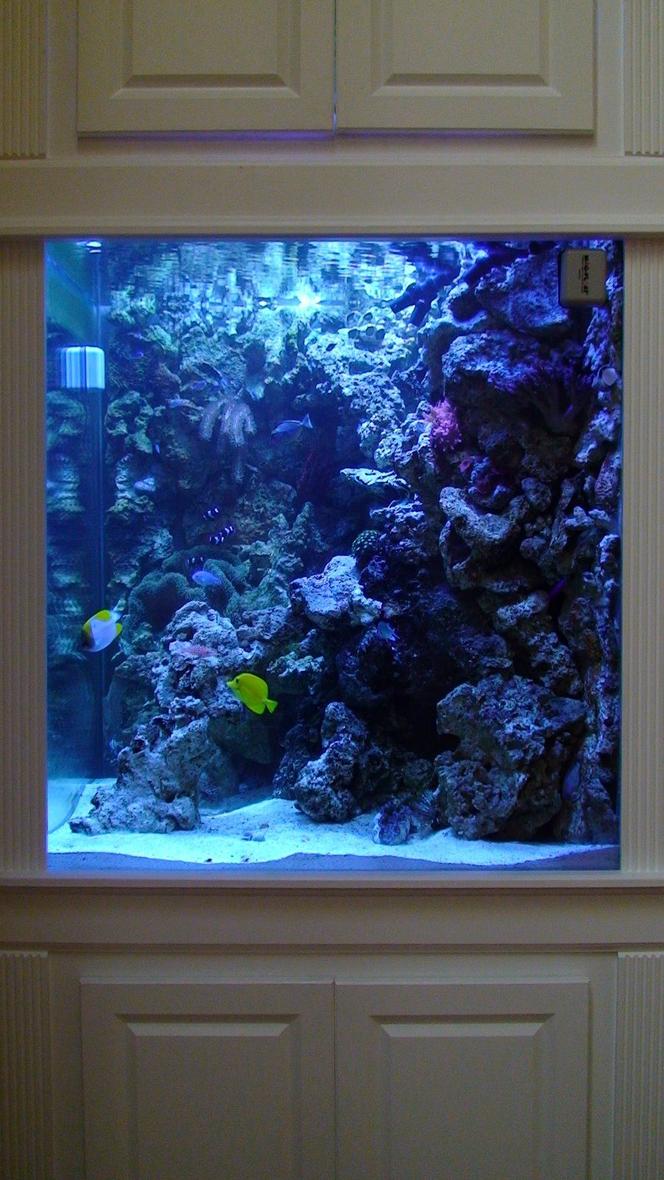 235 gallons saltwater fish tank (mostly fish, little/no live coral) - My saltwater tank