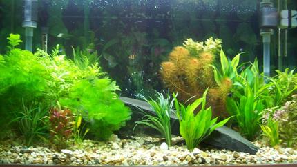 62 gallons planted tank (mostly live plants and fish) - My 62 gallon Aquarium