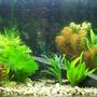 62 gallons planted tank (mostly live plants and fish) - My 62 gallon Aquarium