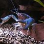 corals inverts - procambarus sp. - hammers cobalt blue lobster stocking in 55 gallons tank - Blue crawfish/crayfish/crawdad/mud-bug.