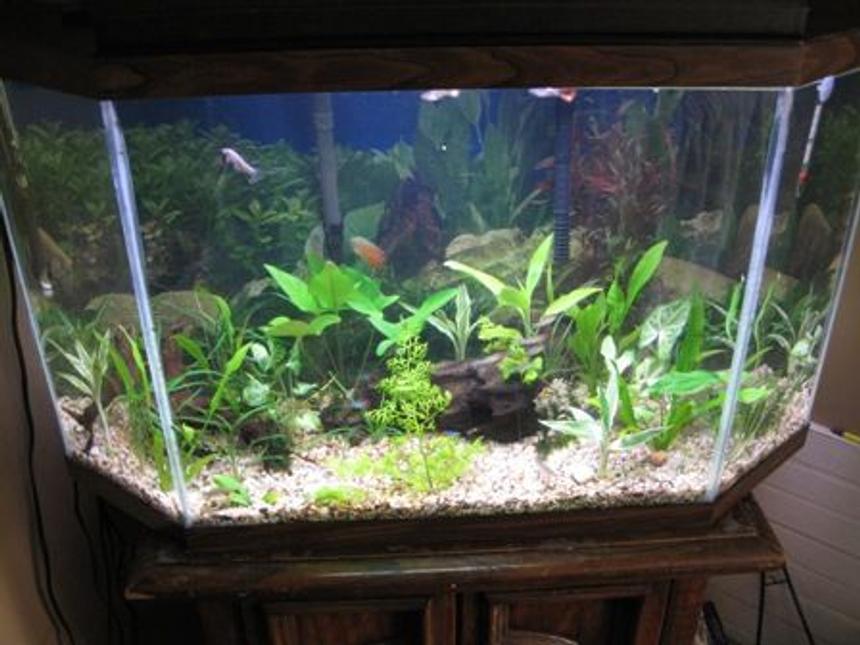Rated #181: 34 Gallons Planted Tank - beginner
