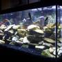 55 gallons freshwater fish tank (mostly fish and non-living decorations) - My 55 gallon Cichlid tank.