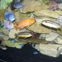 freshwater fish - melanochromis auratus - auratus cichlid stocking in 55 gallons tank - Got bored...took pics. I think this one is actually pretty darn good.