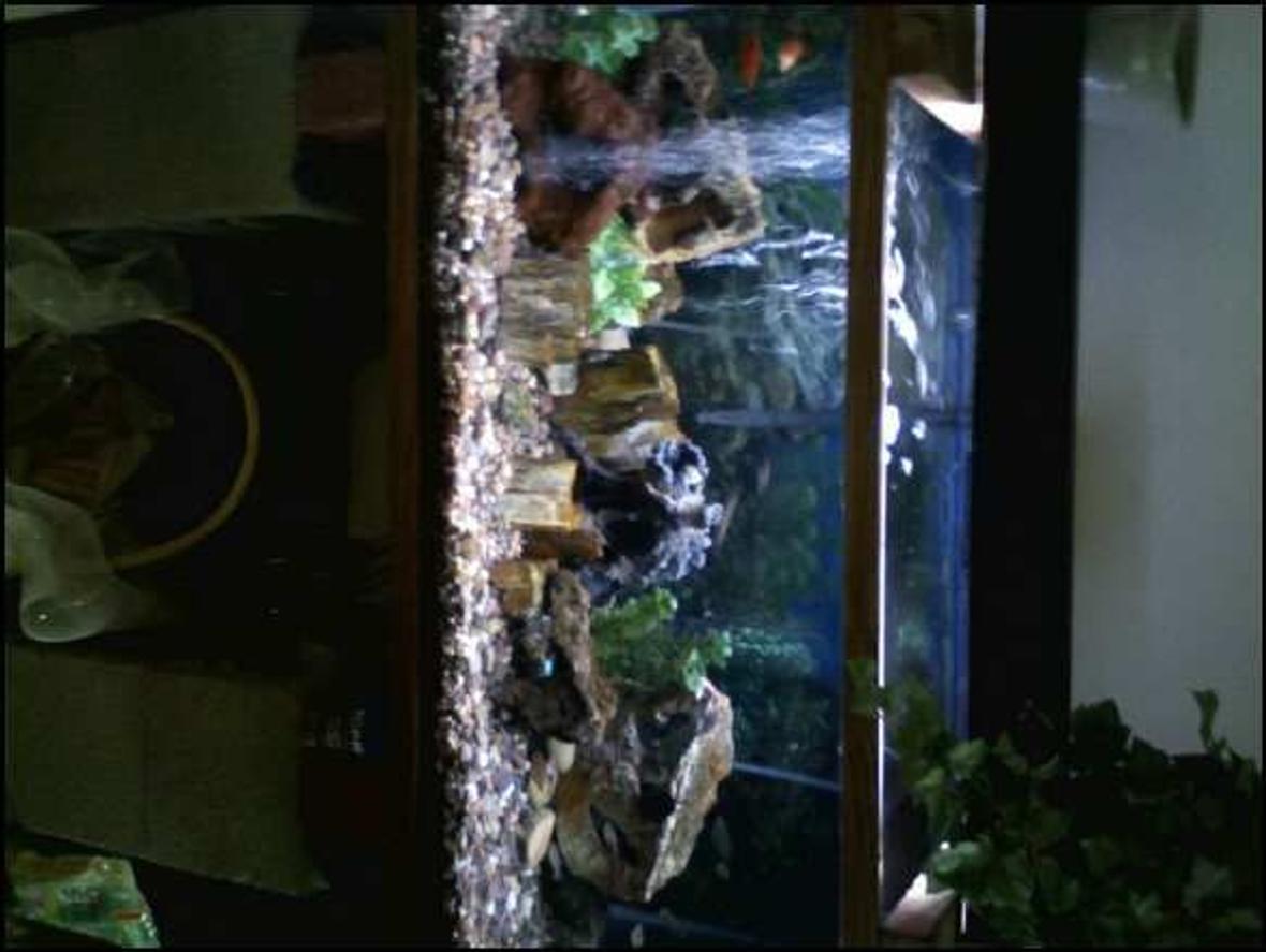 fish tank picture - Enjoy.