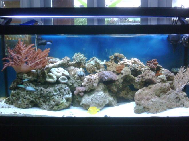 75 gallons reef tank (mostly live coral and fish) - 75g Tank