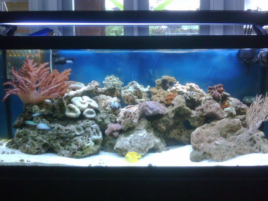 Rated #116: 75 Gallons Reef Tank - 75g Tank