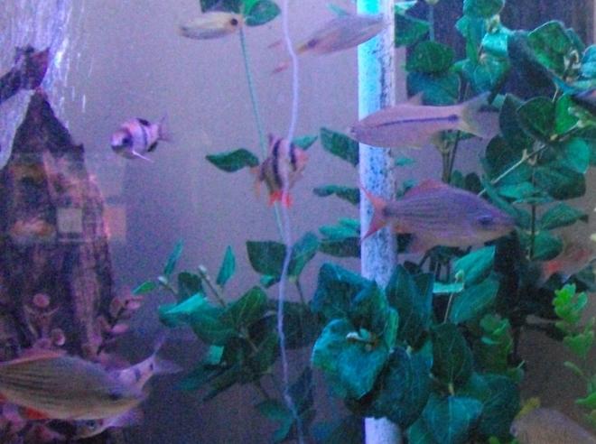 freshwater fish - puntius tetrazona - tiger barb stocking in 65 gallons tank - barb tank