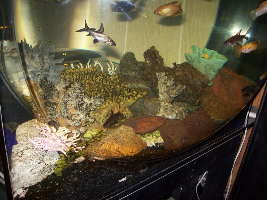 Rated #177: Freshwater Fish - Balantiocheilus Melanopterus - Bala Shark Stocking In 95 Gallons Tank - custom acrylic 95 gallon sphere freshwater aquarium. 48x48x12. eheim pro 2 thermo and subcurrent internal filters. 300 watt rena smartheater. tom aquatics steller s-30 airpump and hyder seltz L40 powerhead. the yellow coral you see in there is from the underwater ride in disneyland california.