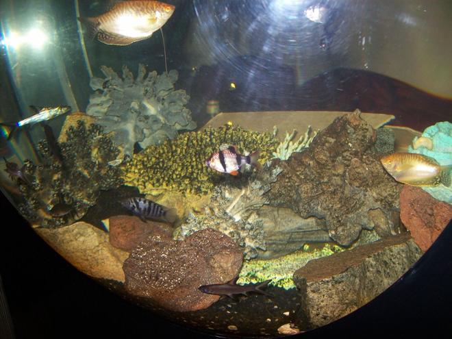 freshwater fish - puntius tetrazona - tiger barb stocking in 95 gallons tank - custom acrylic 95 gallon sphere freshwater aquarium. 48x48x12. eheim pro 2 thermo and subcurrent internal filters. 300 watt rena smartheater. tom aquatics steller s-30 airpump and hyder seltz L40 powerhead. the yellow coral you see in there is from the underwater ride in disneyland california.