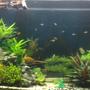 55 gallons planted tank (mostly live plants and fish) - 55 gal