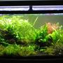 55 gallons planted tank (mostly live plants and fish) - Full tank shot