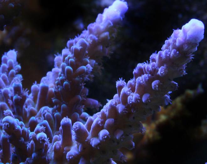 corals inverts - acropora sp. - miami orchid staghorn stocking in 210 gallons tank - Cali Blue Tort.