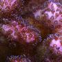 corals inverts - pocillopora damicornis - pink pocillopora coral stocking in 210 gallons tank - Pink Pocillopora