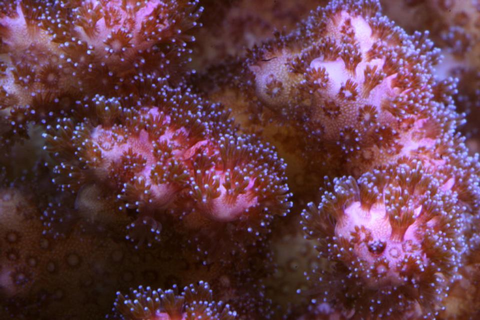 corals inverts - pocillopora damicornis - pink pocillopora coral stocking in 210 gallons tank - Pink Pocillopora