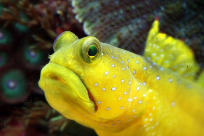 saltwater fish - cryptocentrus cinctus - yellow watchman goby stocking in 210 gallons tank - yellow Watchman Gobie