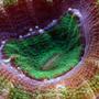corals inverts - acanthastrea echinata - acan brain coral stocking in 210 gallons tank - Acan close up