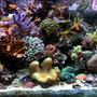 210 gallons reef tank (mostly live coral and fish) - Full tank shot of 75gal tank. may 08