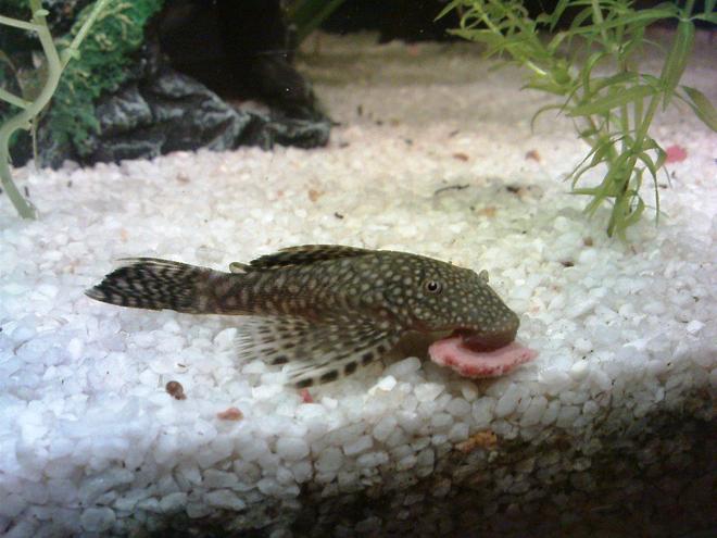freshwater fish - isorineloricaria spinosissima - zucchini catfish stocking in 10 gallons tank - mnjami!