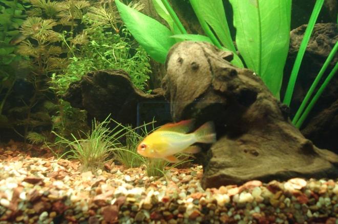 freshwater fish - mikrogeophagus ramirezi - german gold ram stocking in 55 gallons tank - male ram
