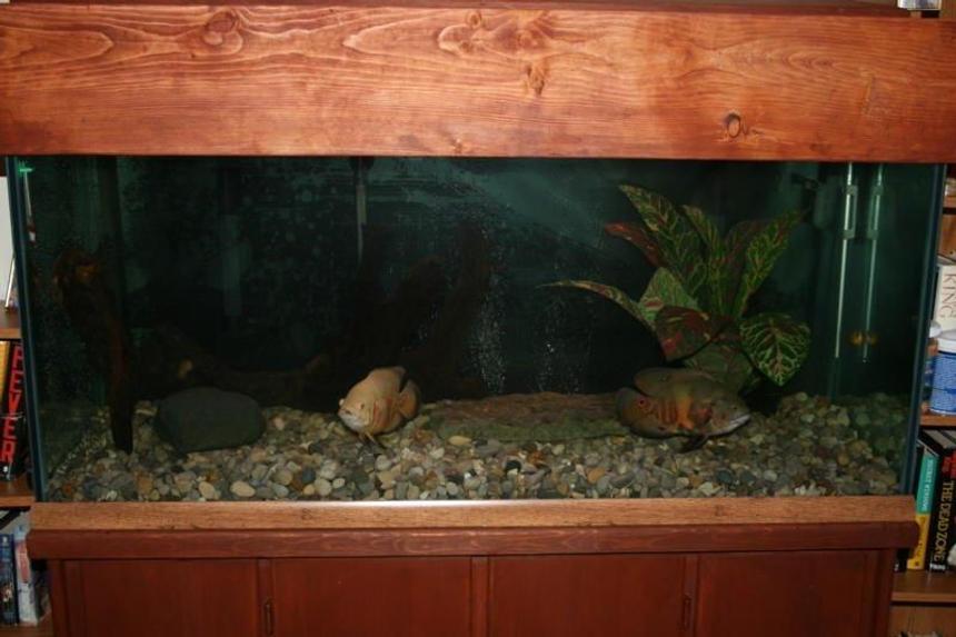 Rated #3569: 75 Gallons Freshwater Fish Tank - This tank is  a 75 gal with two oscars . 
I biult this tank from scrach form the bottom  to the top  yes and the glass.