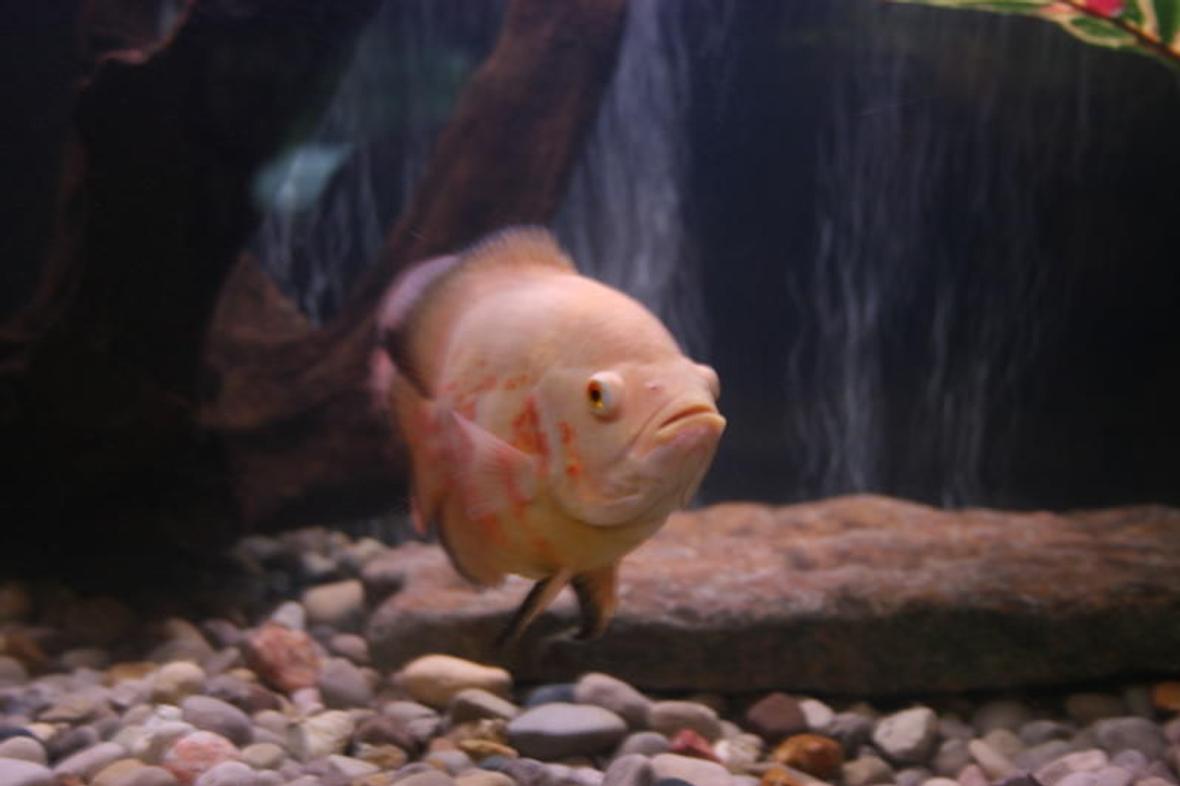 freshwater fish - astronotus ocellatus - albino oscar stocking in 75 gallons tank - Oscars