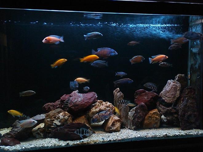 185 gallons freshwater fish tank (mostly fish and non-living decorations) - more angles