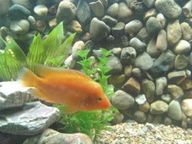 freshwater fish - amphilophus citrinellus - midas cichlid stocking in 90 gallons tank - Midas