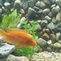 freshwater fish - amphilophus citrinellus - midas cichlid stocking in 90 gallons tank - Midas