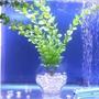 fish tank picture - My 30 Gallon Goldfish Tank